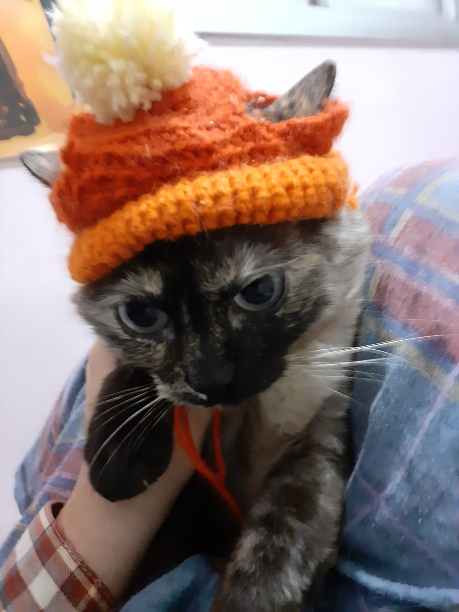 chenlevanter's tweet photo. vim abençoar a sua tl com duas fotos da Misty usando a touquinha que eu fiz pra ela

tenham um bom dia 🥺💞 https://t.co/RTrCKT1tbd