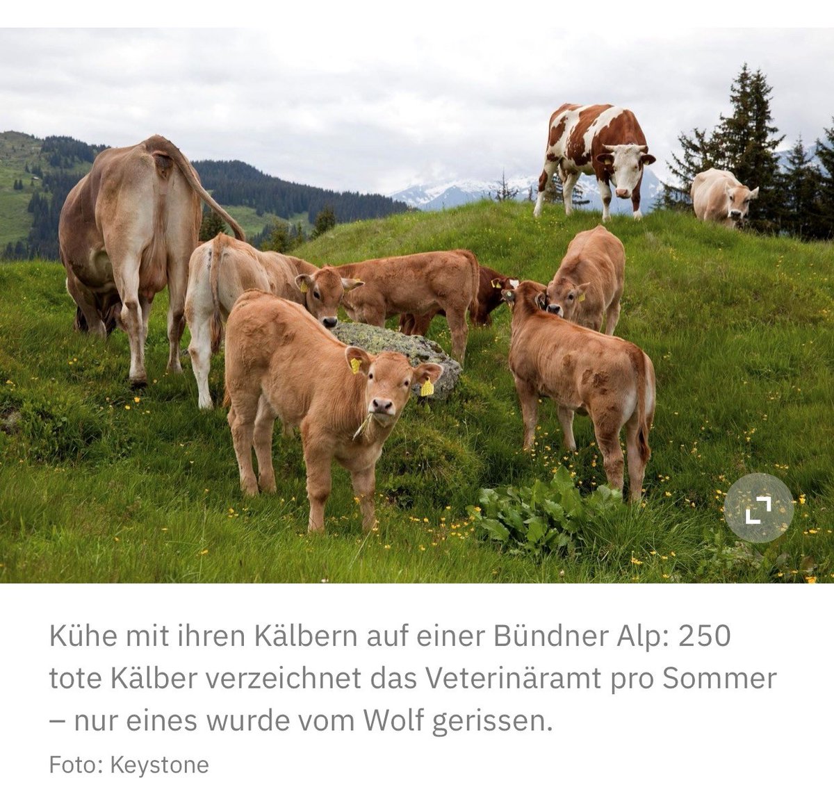 Der böse Wolf, der Kälbchen tötet, ist ein Märchen. Die Wahrheit sieht anders aus, berichtet die SoZ. 
Hast du schon Nein gestimmt?📝 #JSGNein #Abst20 <a href="/JagdgesetzNein/">Abschuss-Gesetz - NEIN!</a> <a href="/pronaturach/">Pro Natura</a> <a href="/SVS_BirdLife/">BirdLife Schweiz</a> <a href="/WolfSchweiz/">Gruppe Wolf Schweiz</a>
ow.ly/V2Mi50BxBHp