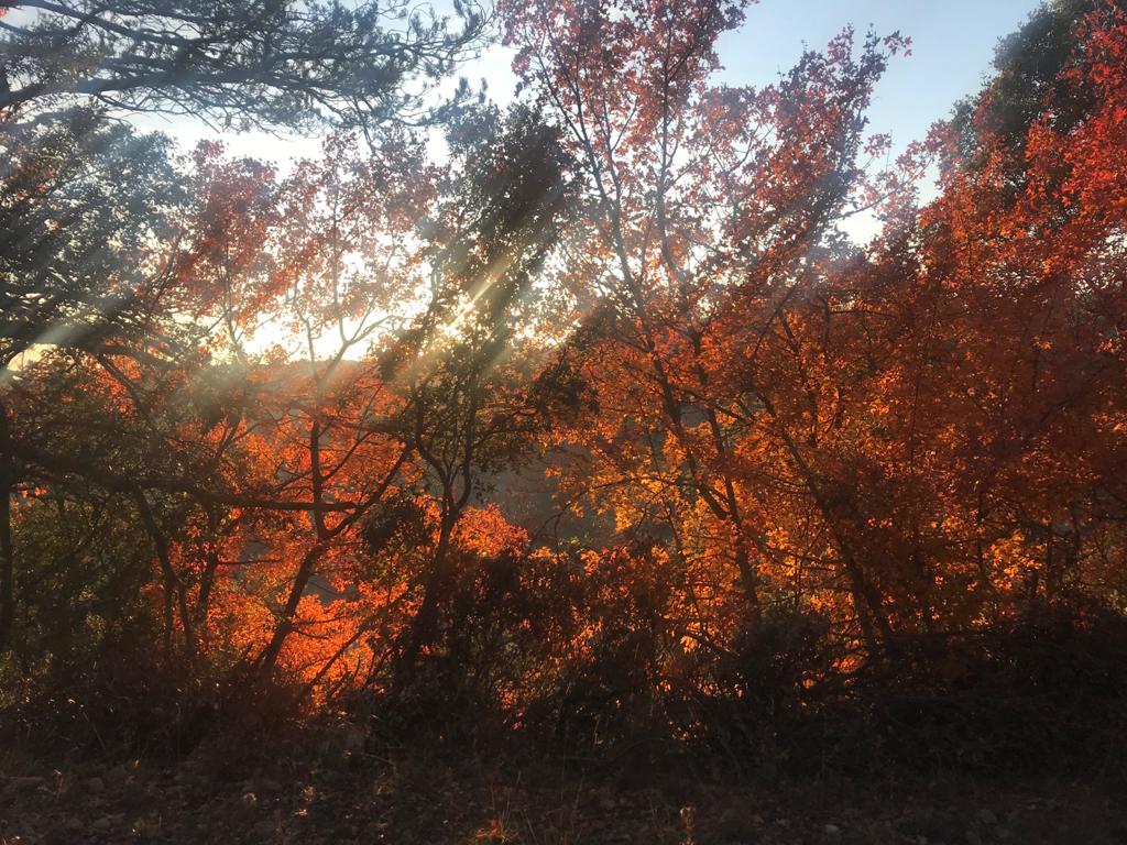 DonesMonRural's tweet photo. Hola, #tardor!🍂Nova estació, nous productes de temporada!
🎃#Carbasses
🍄#Bolets
🍠#Moniatos
🌰#Castanyes
🌳#Figues
🍁#Magranes
🍇#Raïms
💛#Codonys
🧅#Calçots
🥜#Cacauets
🔸#Pinyons
🟤#Ametlles
🤎#Avellanes
🧡#Nous
I molts més! No ens oblidem dels #panellets!😋 #DonesMónRural https://t.co/0LX2zLpBvd