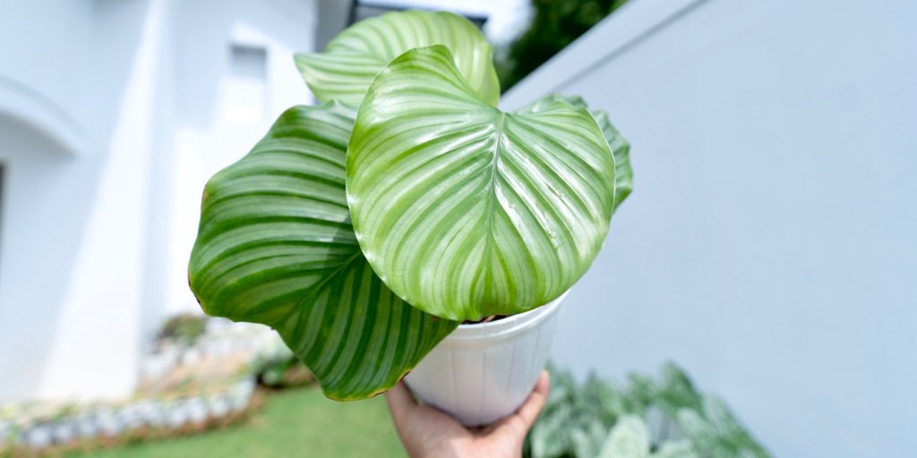trendingplant's tweet photo. The beauty #trendingplant #plant #plants #plantbased #plantsofinstagram #plantsmakepeoplehappy #plantaddict #photographer #photooftheday #hand #beautiful #beauty #photographylovers #photoshoot #sky #skylovers #beauty #beautiful #beautytips #bestoftheday #picture #pictureoftheday https://t.co/fUkWXwLYc3