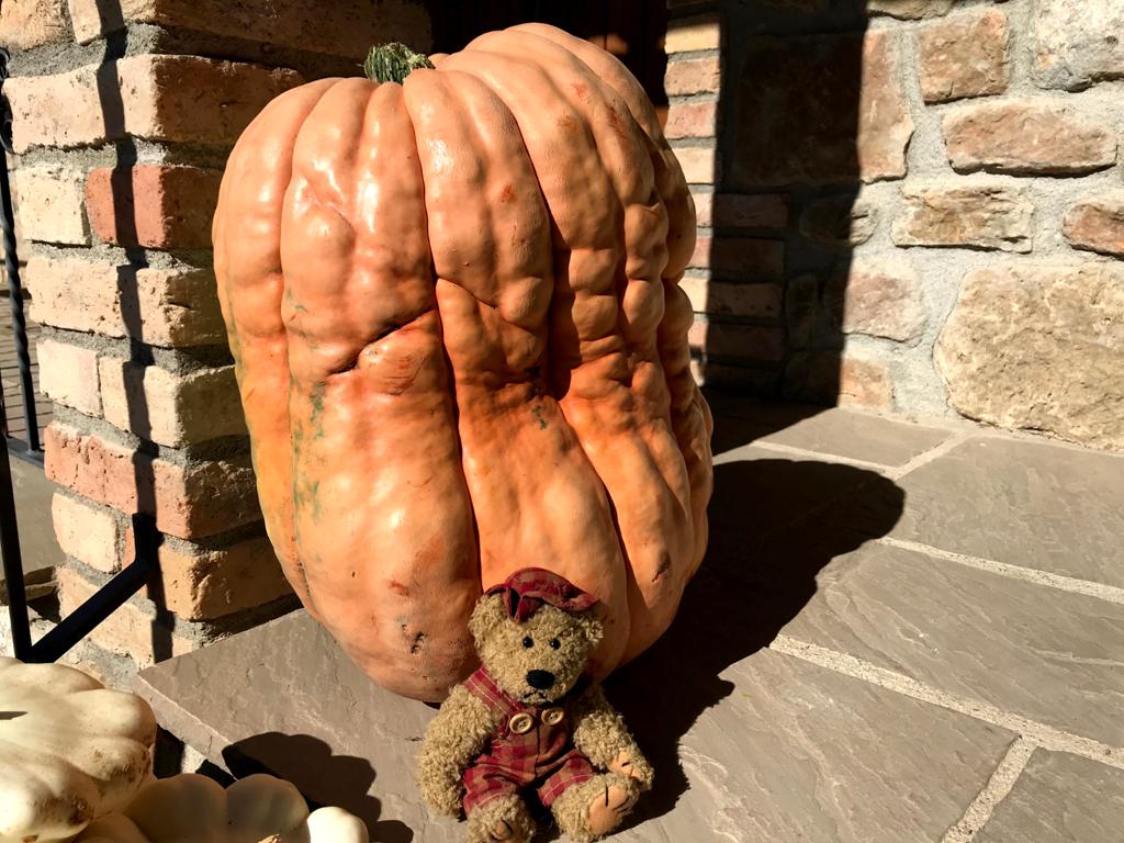DonesMonRural's tweet photo. Hola, #tardor!🍂Nova estació, nous productes de temporada!
🎃#Carbasses
🍄#Bolets
🍠#Moniatos
🌰#Castanyes
🌳#Figues
🍁#Magranes
🍇#Raïms
💛#Codonys
🧅#Calçots
🥜#Cacauets
🔸#Pinyons
🟤#Ametlles
🤎#Avellanes
🧡#Nous
I molts més! No ens oblidem dels #panellets!😋 #DonesMónRural https://t.co/0LX2zLpBvd