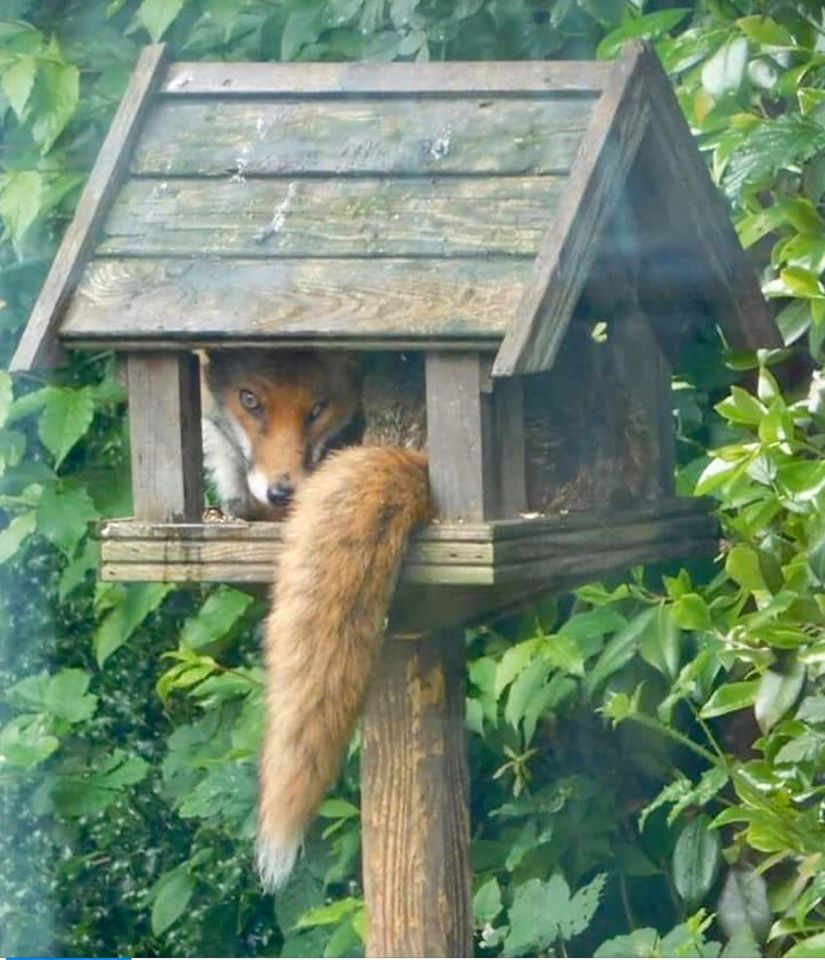 When everyone just wants to be a part of #RedSquirrelAwarenessWeek