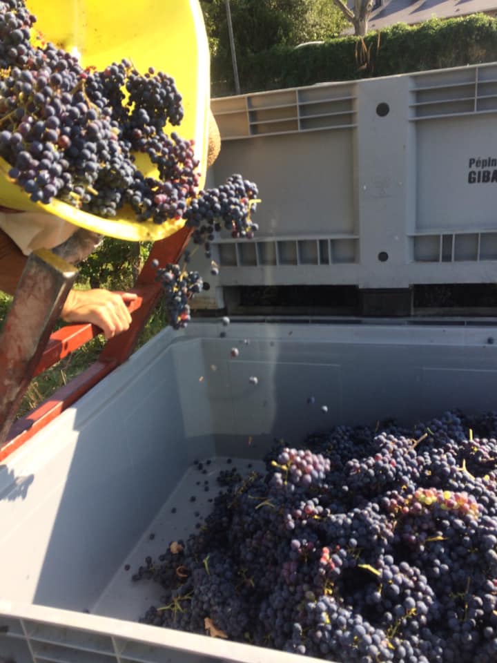 Bois Mozé passe aux horaires de « Basse saison » :
Lundi au Samedi 10h-12h30/14h-18h, visites du domaine à partir de 4 adultes !
Les vendanges vont bon train, le chai se rempli des futures cuvées, on vous prépare de jolies surprises !
<a href="/vinsdeloire/">Vins du Val de Loire</a> <a href="/LoireValleyWine/">Loire Valley Wines</a> <a href="/Anjoutourisme/">Anjou tourisme</a>