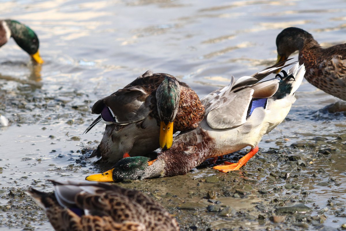 A dramatic encounter this #MallardMonday

#mallardducks #wildfowl #capturingthemoment #conflict #birdwatching #wildlife #nearbywild #TwitterNatureCommunity