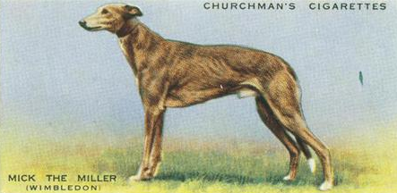 Kinsley_Dogs's tweet photo. Did you know Mick the Miller is celebrated as the first great racing greyhound to compete in England? Mick won 19 races in a row including the English Derby on two successive occasions!
#TuesdayTrivia #greyhounds #gonetothedogs #history #KinsleyGreyhoundStadium #historyofdogs https://t.co/V6HmBUeapA