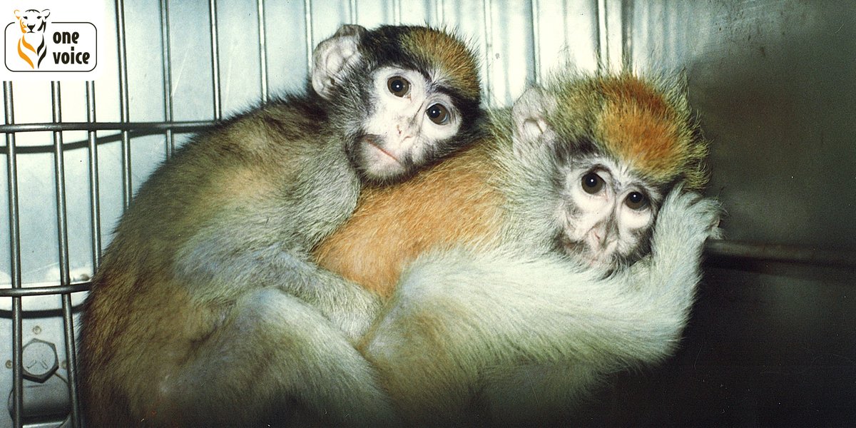 onevoiceanimal's tweet image. 22.09.10: adoption de la directive européenne censée protéger les animaux victimes de l’#ExperimentationAnimale, suscitant un immense espoir. 
22.09.20: la France est le 3e pays d’Europe qui expérimente le plus sur les souris, chiens, chats, singes... #EuropeanDayForHumaneScience