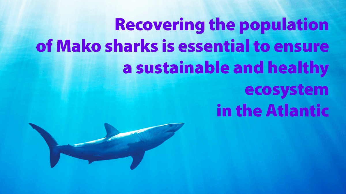 Sciaena_NGO's tweet photo. .@EU_Commission and @VSinkevicius โ Implement the EUโs #BiodiversityStrategy now! Atlantic Shortfin Mako ๐ฆ needs strong management measures by the EU to survive! RT and join the ๐ต๐น๐ช๐ธ scientists to #SaveMakoSharks #ICCAT https://t.co/1qpyoCloSt https://t.co/V4mlkE3h5w