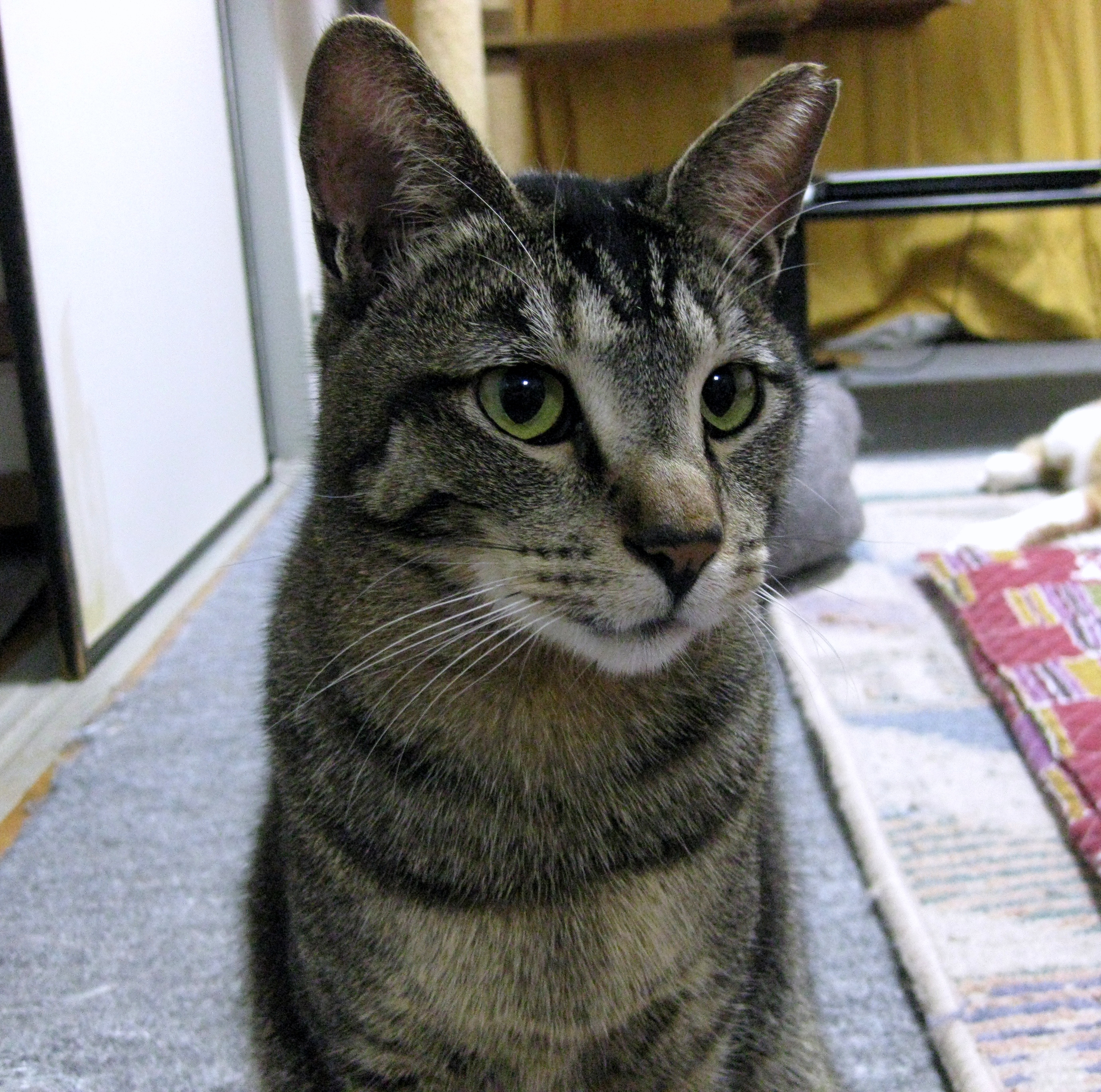 ねここ Aromerocat Twitter