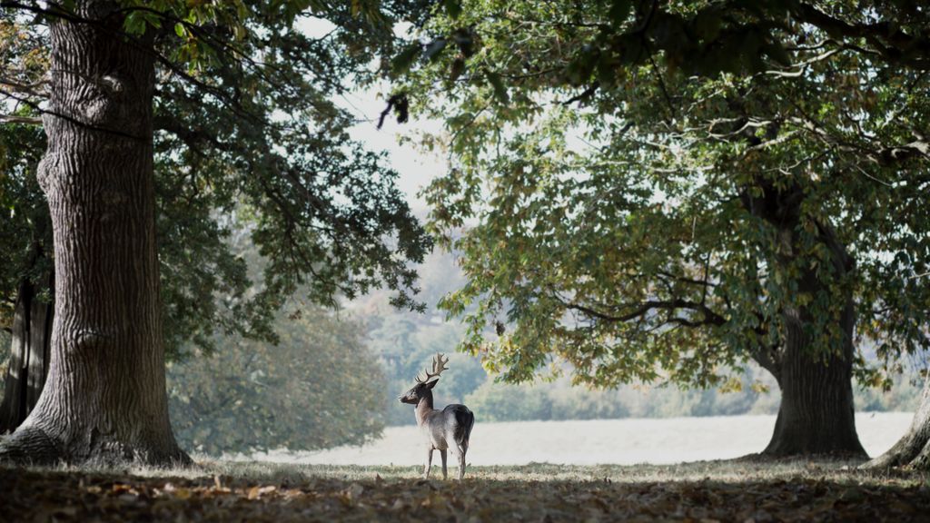 tiltedhue's tweet image. Today marks the official first day of #Autumn! 🍁
It&apos;s been a pretty strange year all around, but this new season is giving us a fresh and positive outlook for the coming months ahead! 
📷: Taken by the tiltedhue crew #locationscouting in @PetworthNT 🦌
#Sussex #naturephotography