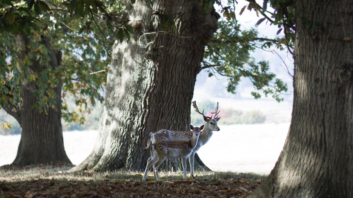 tiltedhue's tweet image. Today marks the official first day of #Autumn! 🍁
It&apos;s been a pretty strange year all around, but this new season is giving us a fresh and positive outlook for the coming months ahead! 
📷: Taken by the tiltedhue crew #locationscouting in @PetworthNT 🦌
#Sussex #naturephotography