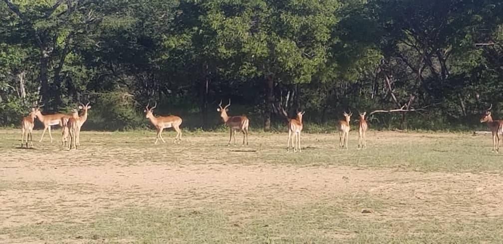 umzamocapital's tweet photo. Sebakwe Recreational Park in KweKwe, Zimbabwe 

#Sebakwe #KweKwe #Zimbabwe #VisitZimbabwe #TravelZimbabwe #TourZim https://t.co/aVMmEqjl5D