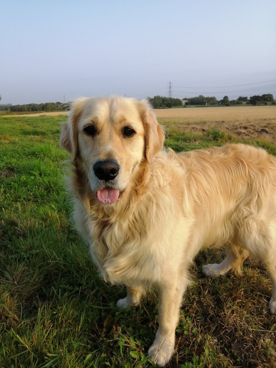 Happy #TongueOutTuesday one and all 😁 remember you can be the difference to that one person, with a smile today❤️💕 #BeTheDifference #makesomeonesday #TuesdayThoughts #dogsoftwitter #GoldenRetriever #GRC