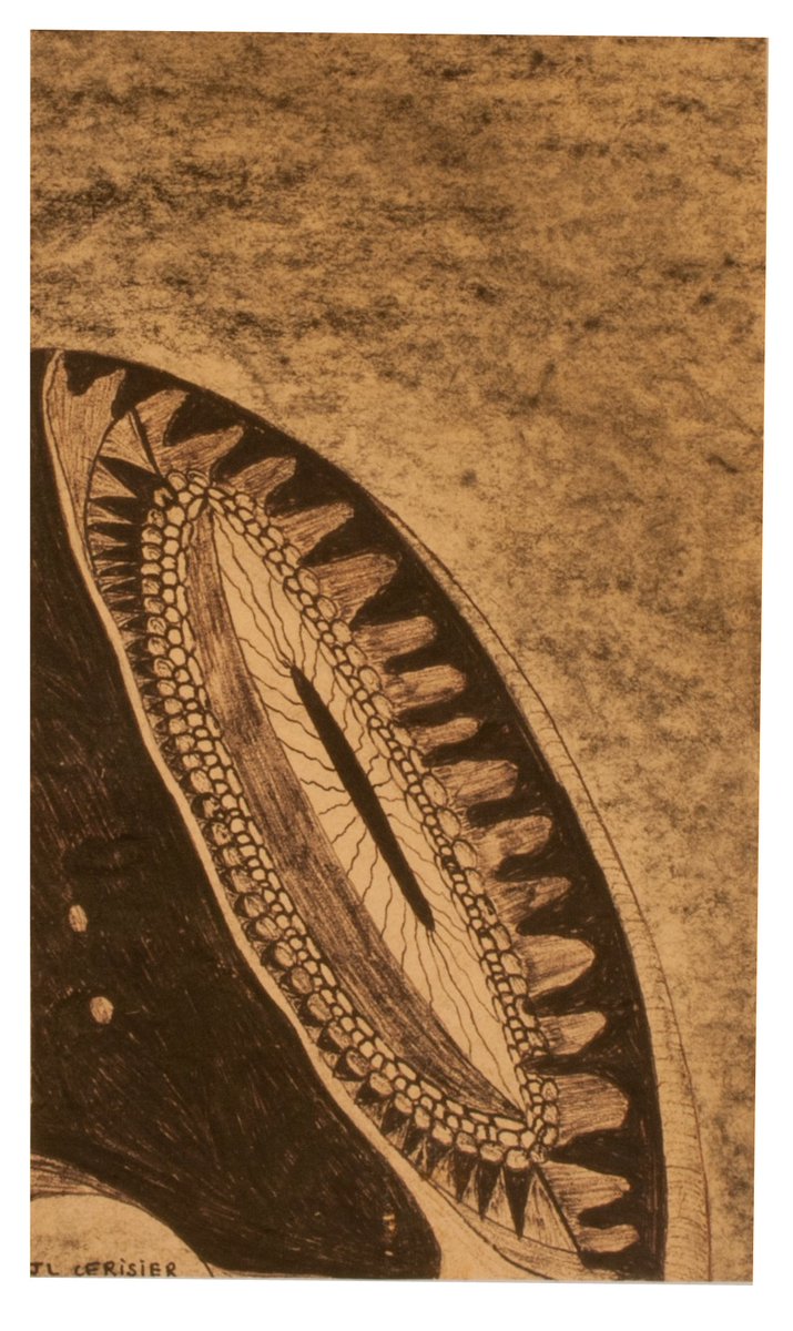 Jean-Louis Cerisier (1957-)
Très tôt sensibilisé au monde de l'art naïf, il se lance à son tour, dans la création. Il affectionne particulièrement le cadrage, les lignes et les perspectives atypiques qui selon lui permettent de voir la beauté du monde et du réel.