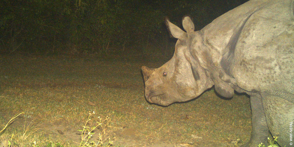 wwf_uk's tweet image. It’s #WorldRhinoDay! 🦏 

Flooding in Nepal has caused some rhinos to be swept across the border before being transported back to safety. To help, our teams have created mounds to help protect wildlife during extreme flooding – rhinos have already started using them!