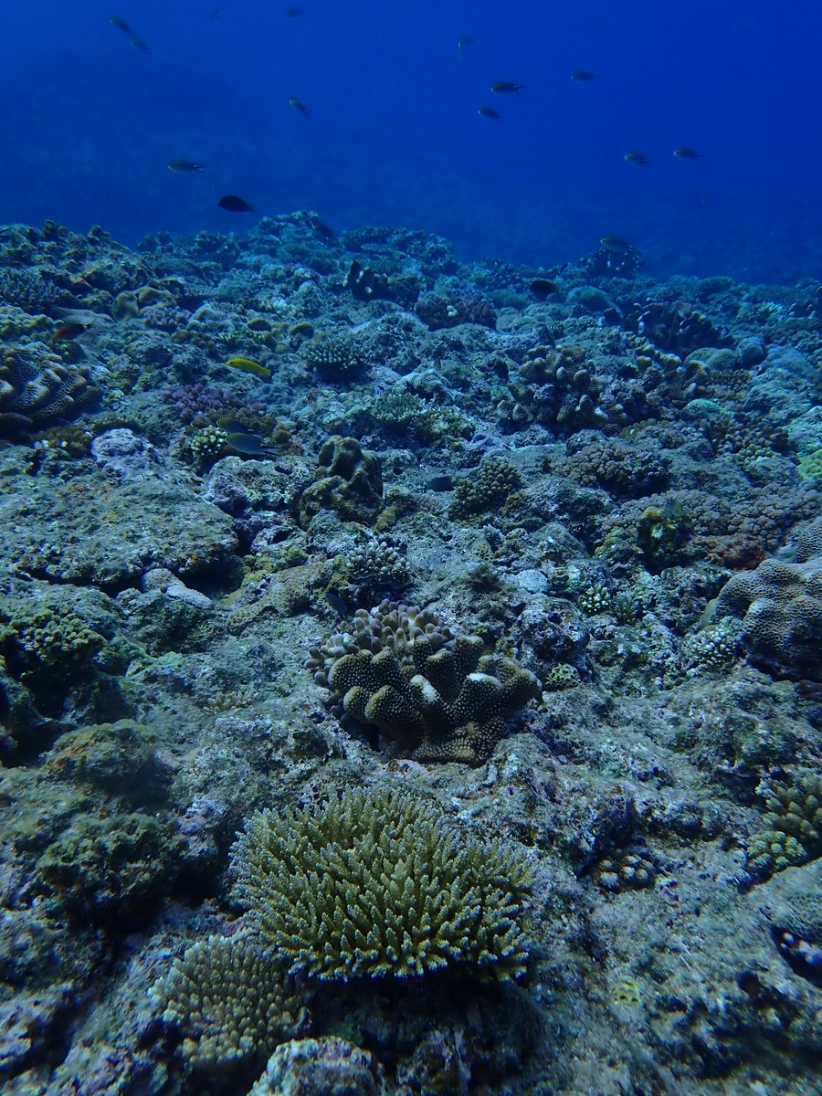 James Davis Reimer (@jdreimer) on Twitter photo Our coral restoration and rubble article has been published today in <a href="/thePeerJ/">PeerJ Publishing</a> peerj.com/articles/9185 #ConservationBiology #Ecology #MarineBiology #thisishowMISErolls Our coral restoration and rubble article has been published today in <a href="/thePeerJ/">PeerJ Publishing</a> peerj.com/articles/9185 #ConservationBiology #Ecology #MarineBiology #thisishowMISErolls