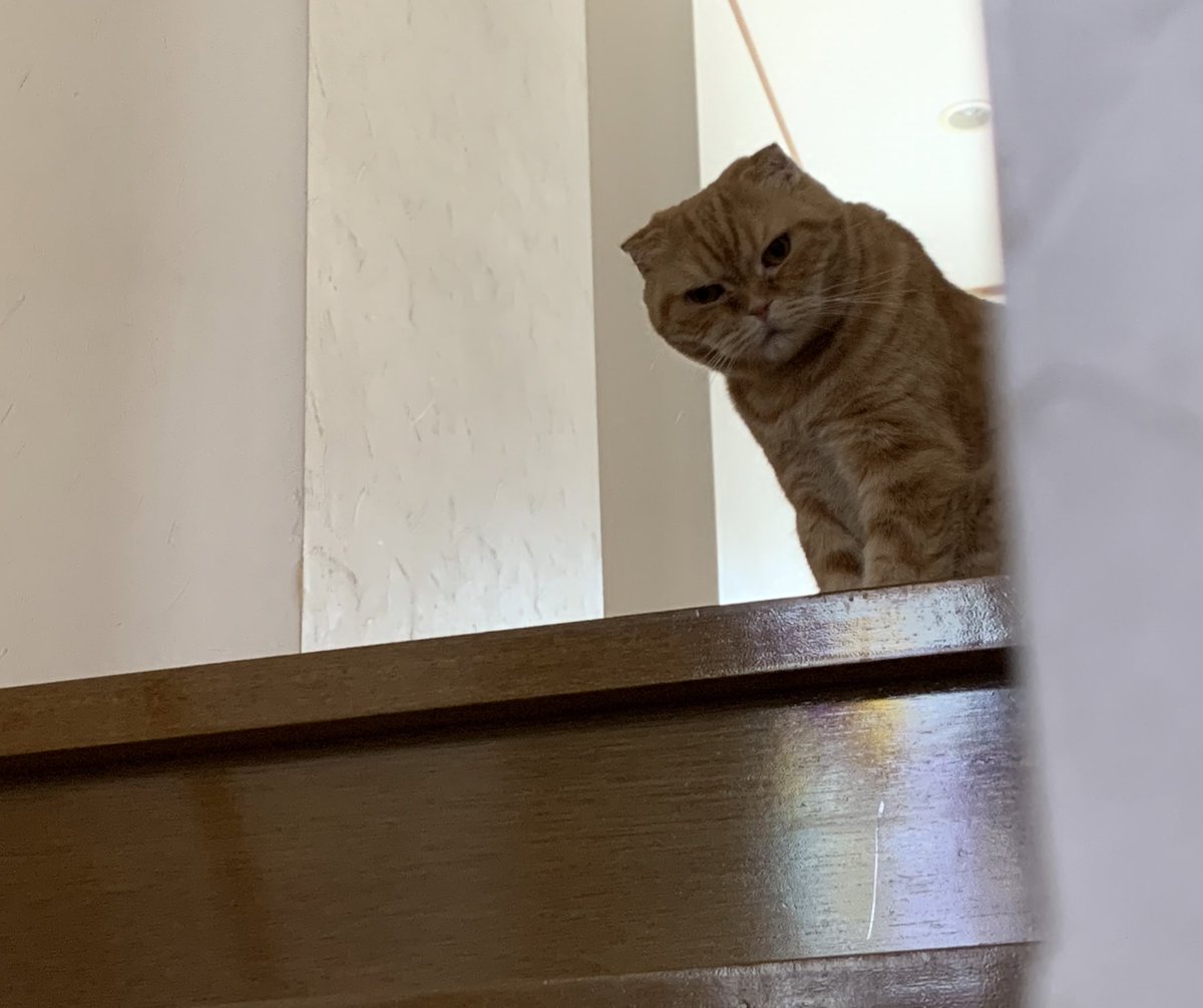 _transam's tweet image. ( ⌯᷄௰⌯᷅ )…
#ねこ