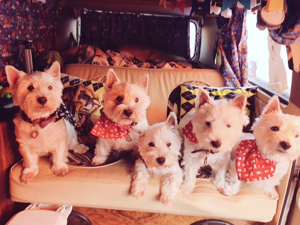 RooRadley's tweet photo. Good #TuesdayMorning from #WESTIEGREENHQ 💚🐾🐾🐾🐾🐾 uz buddies going home today! @popsiepants  Been camping in da garden as not able to go on uz proper holibobs. We will miss yoos. 
#TheAdventuresofRoobieandRadley #ZSHQ #westie #dogsoftwitter #furries https://t.co/SkWmHN7y8x