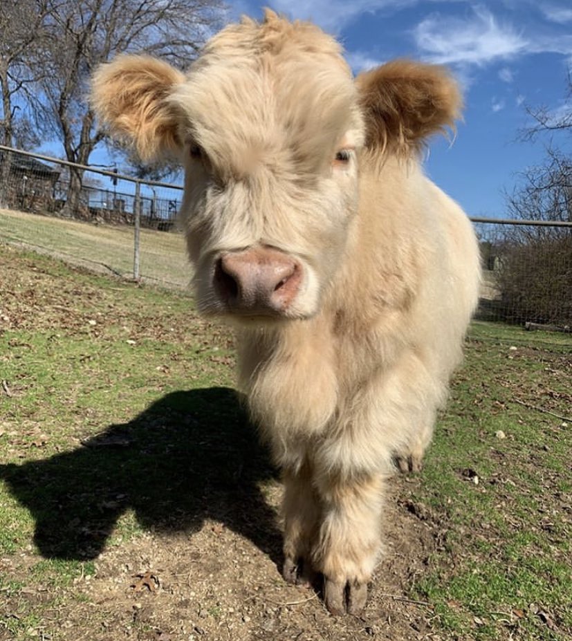 CowoftheDay1's tweet photo. 📅 22nd September 2020
💭 Profile photo vs Tagged photos
🏷 Instagram/kincaidhighlandcow
💕 #animaloftheday https://t.co/8usIcukSbQ