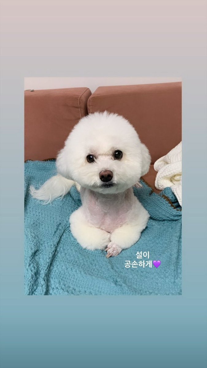 purpleisboraa's tweet photo. 공손하게💜 https://t.co/DjH0CIvi7a
