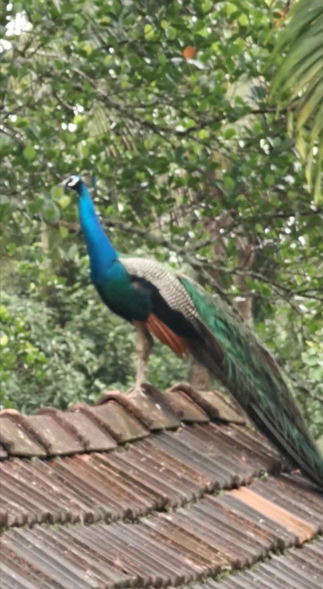 galbert24's tweet image. #PortraitsOfPurposeIndia different from other birds on my store roof.