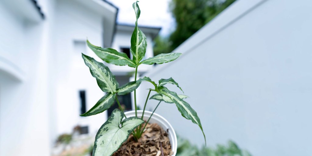 trendingplant's tweet photo. The beauty of #trendingplant https://t.co/ec2z1hake6