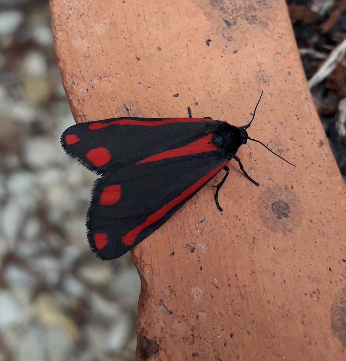 @earlyyearsWLP tweet media