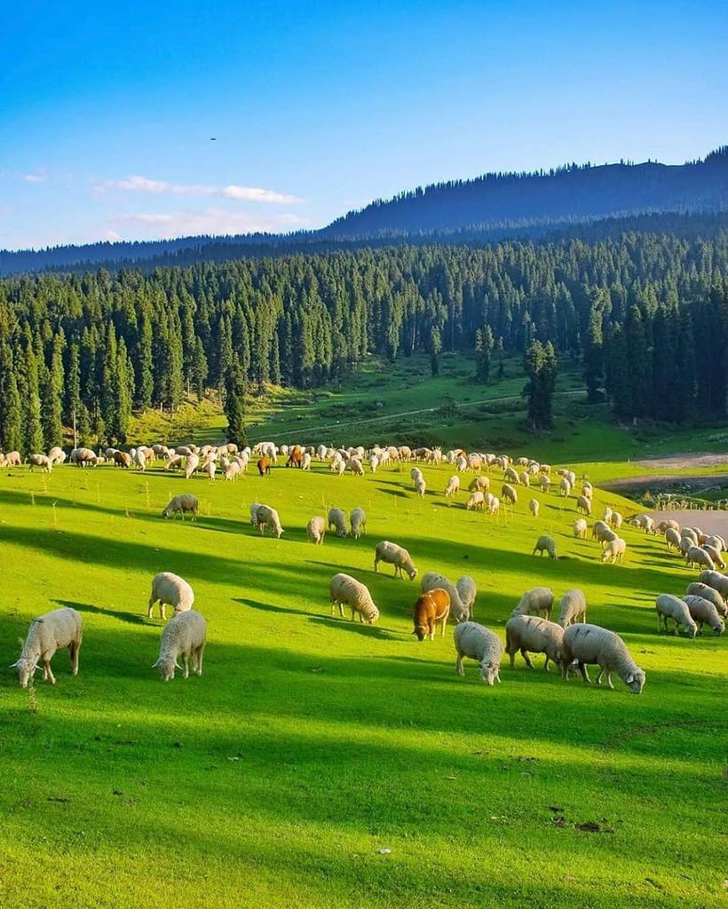 HolidaysHunt's tweet photo. Mesmerizing View of Doodhpathri, Kashmir ❤️

Photo: Khalid Saifullah https://t.co/muA8IlT2Ne