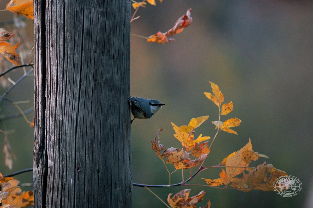 rgo_ru's tweet image. В 2021 году пять зелёных зон Томска приобретут статус "городские леса": rgo.ru/ru/article/v-2…
#регионы

Фото: Александр Чаплинский, участник фотоконкурса РГО "Самая красивая страна"