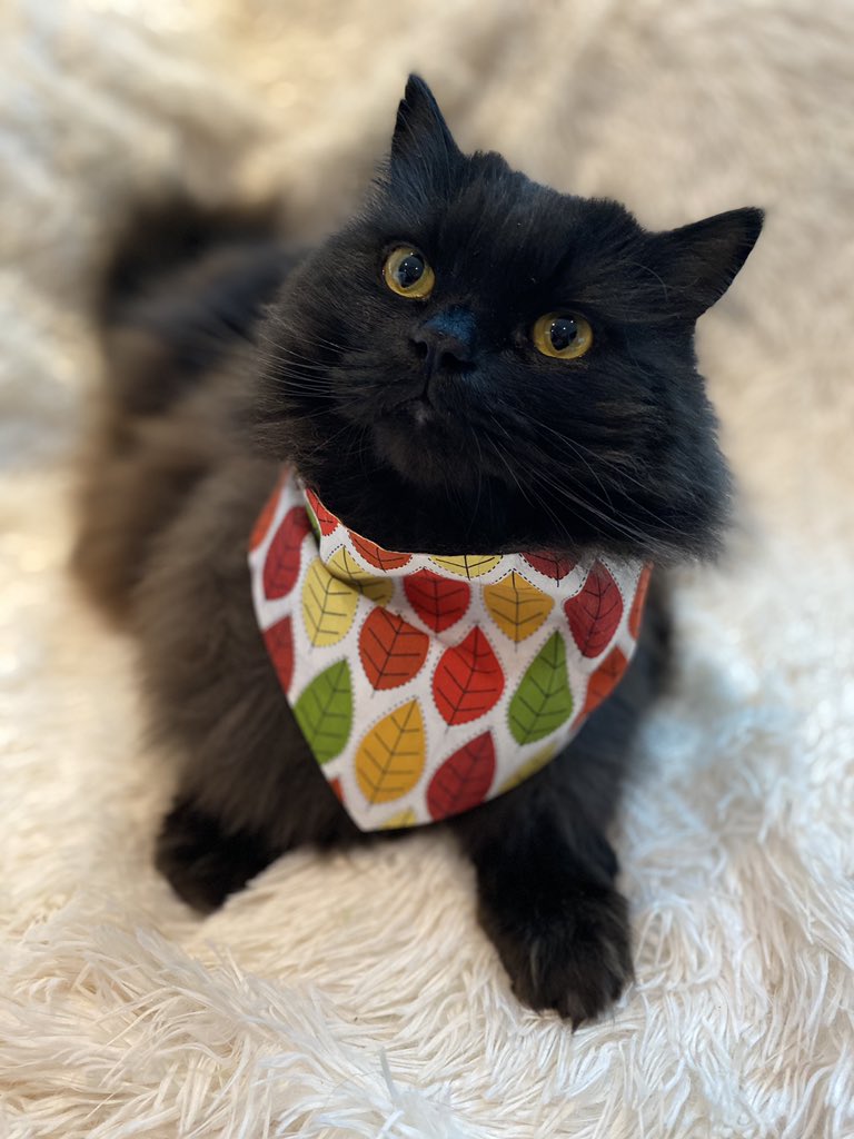meow_london's tweet photo. First day of Autumn 🍂
#firstdayofautumn #autumnvibes🍁 #kookoopooch #catlife #catstyle #cat #chat #gatto #gato #smile #petsastherapy #patcatdiary https://t.co/ekulYVzqUw