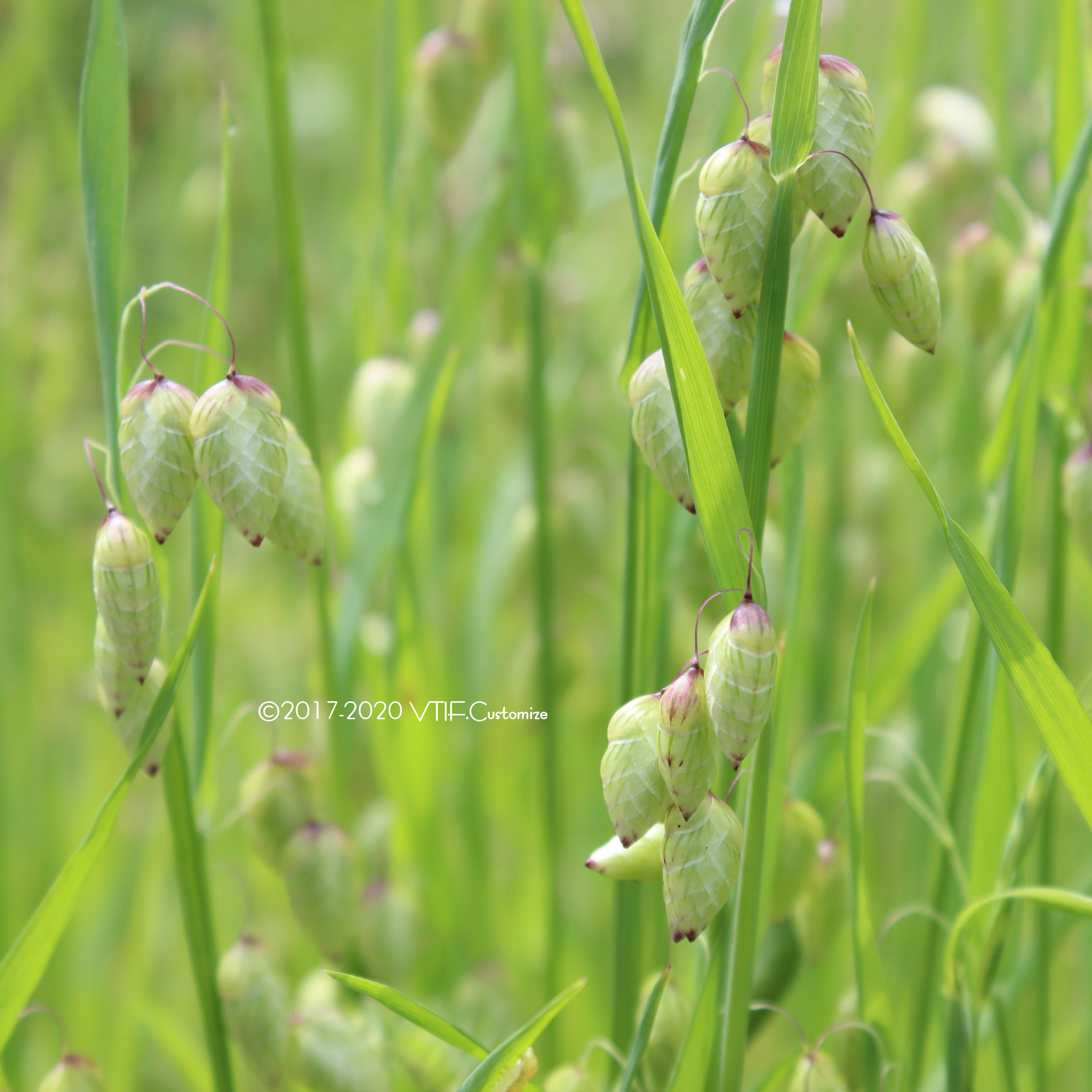姫小判草 Twitter Search Twitter