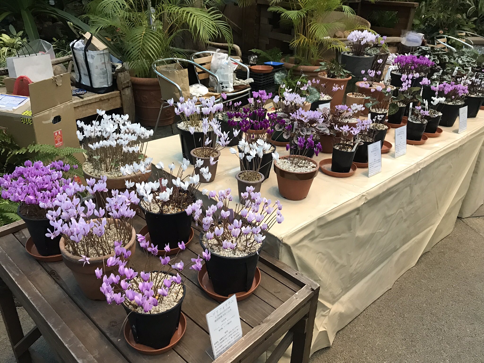マギ シクラメン On Twitter ダイヤモンドリリーと原種シクラメン 秋の山野草販売会 大阪の植物園 咲くやこの花館 Https T Co Rwajqbg5nj 英国シクラメン協会日本支部 秋の展示会は今度で3回目かな 画像は1回目と2回目の時