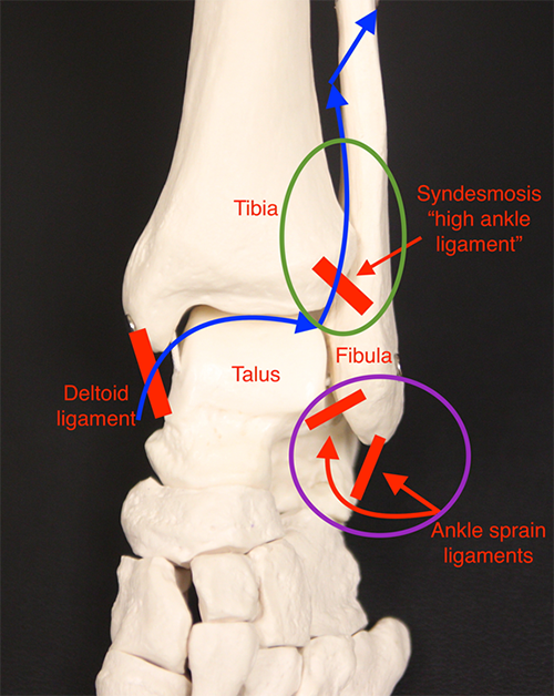 AOFAS's tweet photo. The @49ers Jimmy Garoppolo and @Panthers Christian McCaffrey both suffered high ankle sprains (syndesmotic injuries) on Sunday. See how these injuries differ from common ankle sprains and how foot &amp; ankle orthopaedic surgeons treat them on #FootCareMD: https://t.co/elUTkinPG8 https://t.co/E4JONXhfkp