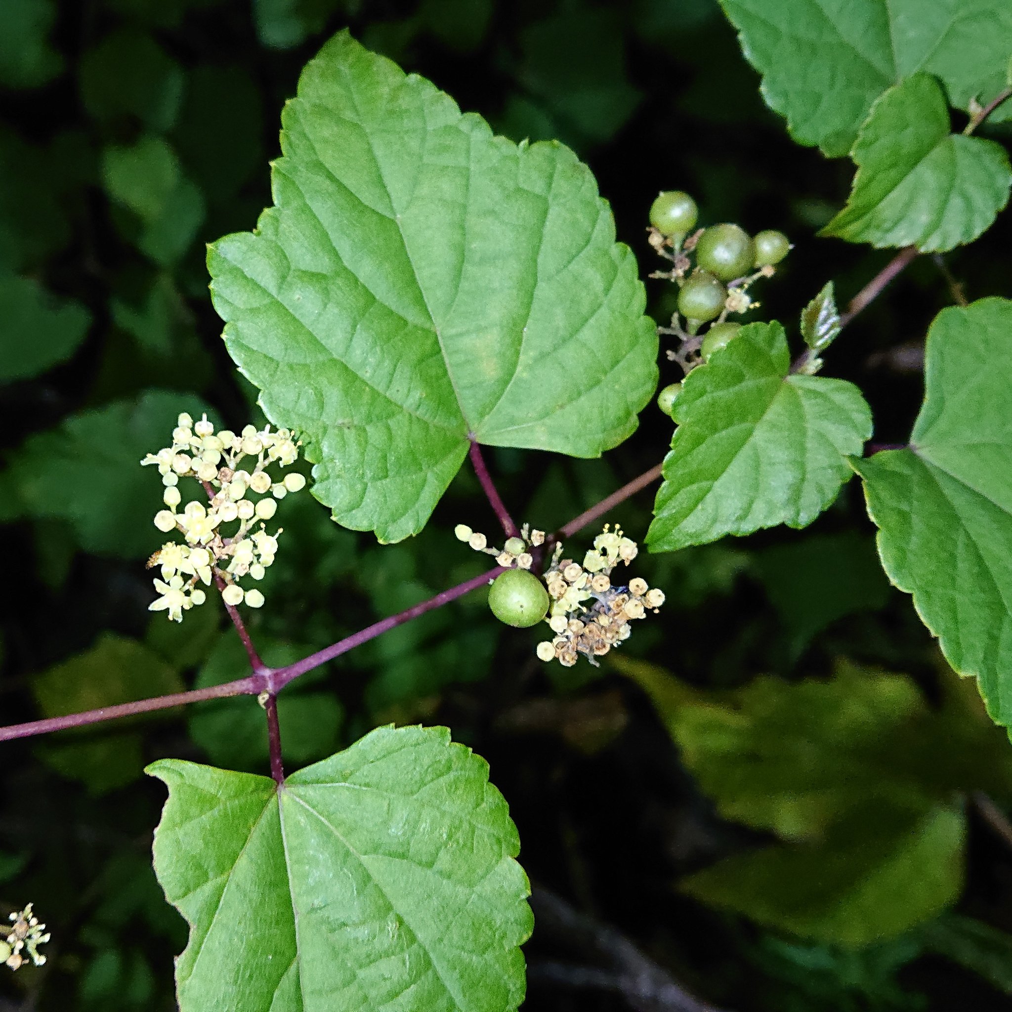 モロコ ノブドウ つる性のブドウ科植物 エビヅルが似ているが 葉の裏面は毛に覆われない 花は両性花 果実は球形ではじめは緑色 その後 成熟と共に色が変わる 果実には虫こぶが形成されることもあるが 正常な果実と見分けるのは難しいらしい 植物
