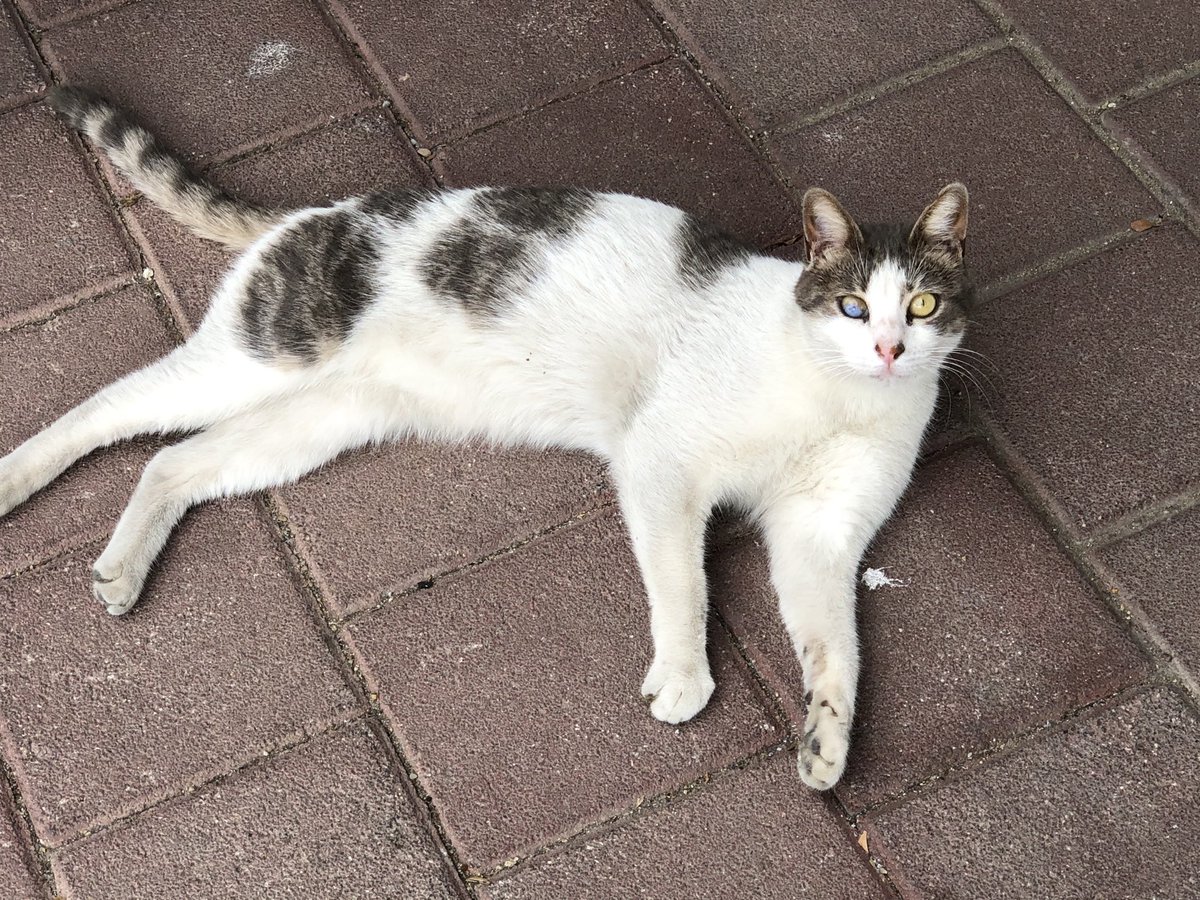 Günün güzeli... nasıl bakıyor, 🧿 maşallah kendilerine #Eylül #gün #gününiçinden #🐈👀