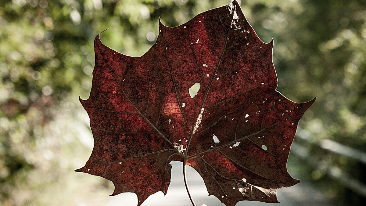 Klera_io's tweet image. Fall is here! Wishing you all a happy and healthy start to the season! #TuesdayThoughts #FirstDayOfAutum