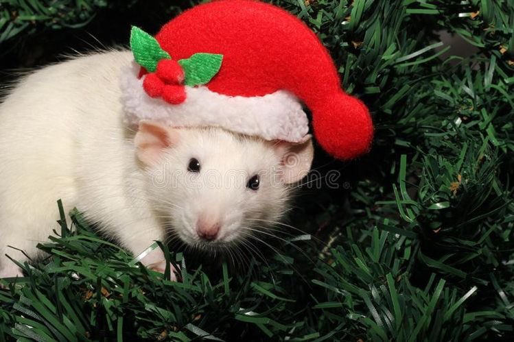 🐀