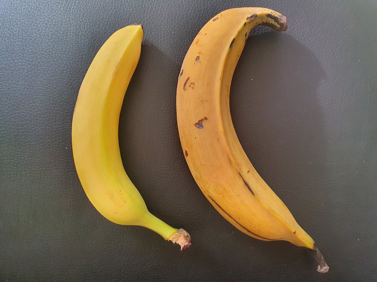 Former  #Musa paradisiaca and M. sapientum.Left: dessert banana  #cavendish (AAA) and right: cooking banana aka  #plantain and my dinner today (AAB).Remember, they are hybridsA M. acuminata; B M. balbisiana