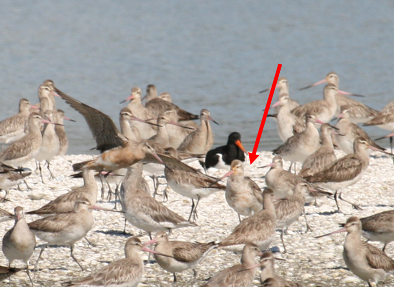 GlobalFlyway's tweet photo. On her first day back in the 'wintering' area in New Zealand, Pukorokoro-Miranda in the Firth of Thames, bar-tailed #gowits 4BWWY was observed and photographed (in this case by Adrian Riegen) on the shell beaches on the land-side of the extensive mudflats that should nourish her. https://t.co/xC4aCFDXFz