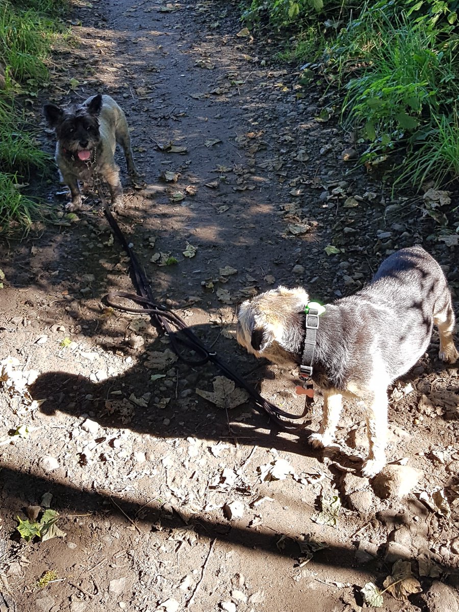 Our oldest team member (70+) completed her 50 miles, in the company of her two little dogs!   #walkthecalderdaleway