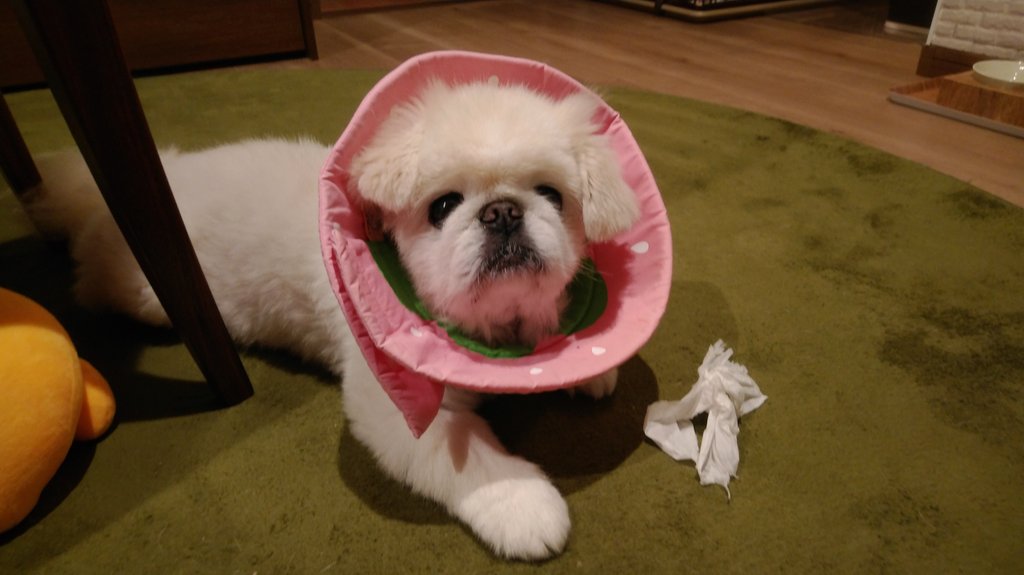 ホワイティいぬだ ティッシュを食べていた頃の犬