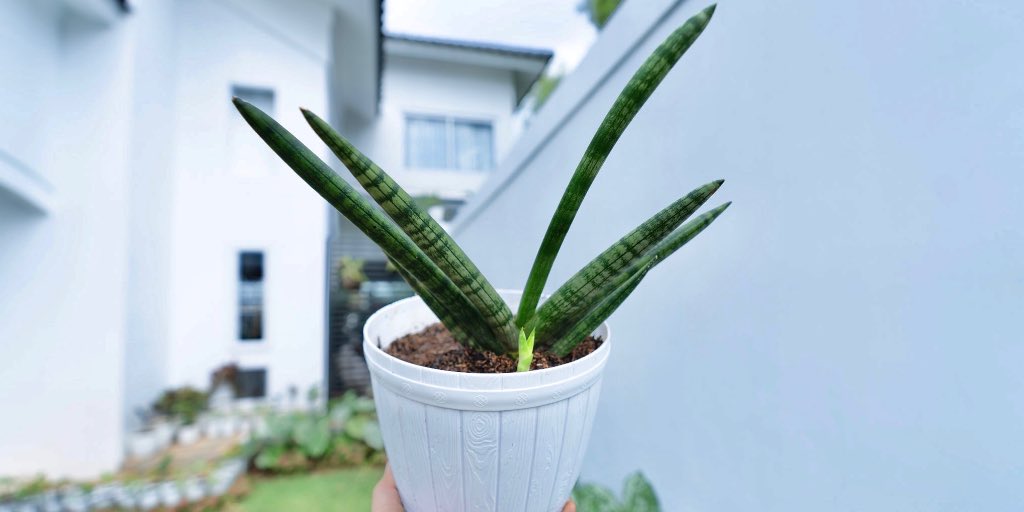 trendingplant's tweet photo. The beauty https://t.co/JUovSKrvIo