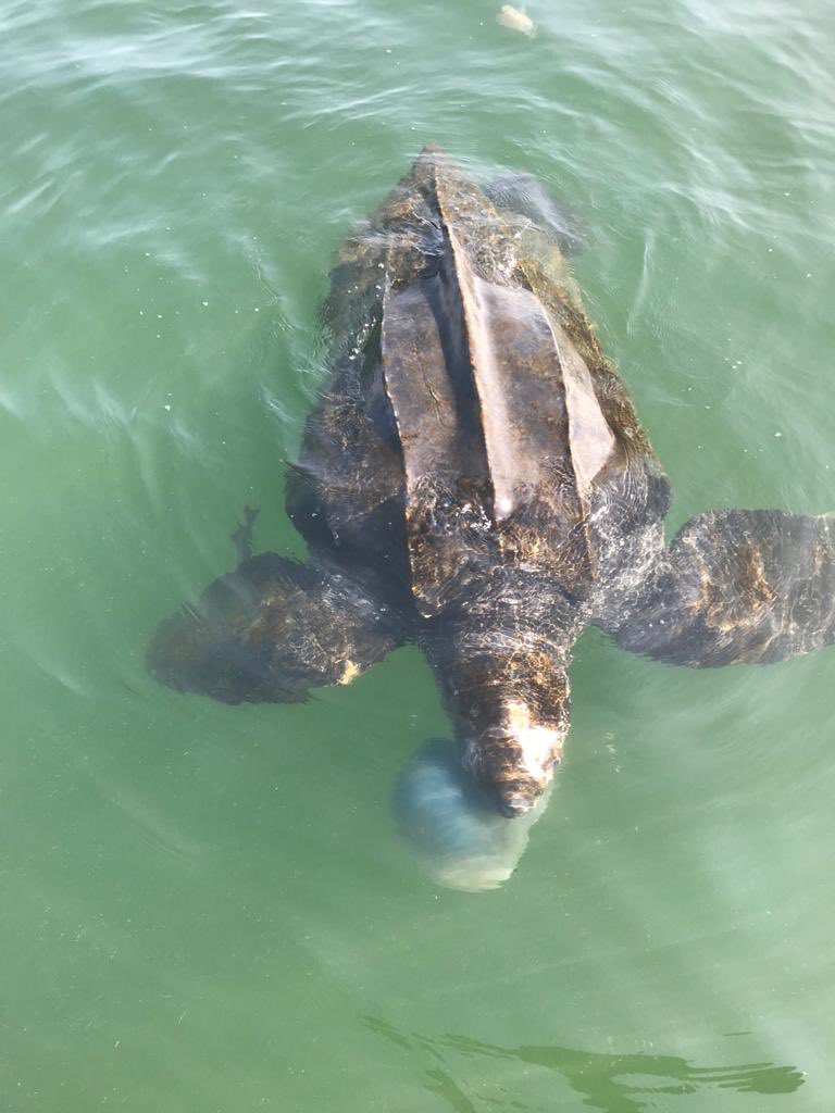 Collega Peter heeft in zijn carrière als Officier van Dienst al veel vreemde meldingen gehad, maar deze komt met stip op nummer 1: een lederschildpad van 2,5 meter. 😧 Het dier is gezond en maakt het goed. 🐢#OpVakantieInDeOosterschelde #Zeeland