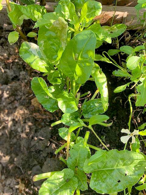 CSSC_Official's tweet photo. Thanks to the East Kilbride Development Trust, we reached more members than ever with our Free Seeds Initiative. It’s harvest time and we’d love to see the fruits and veggies of your labour too. To celebrate, we're running a prize draw! Find out more at https://t.co/EGVOu96mJZ https://t.co/QIyMKprjtD