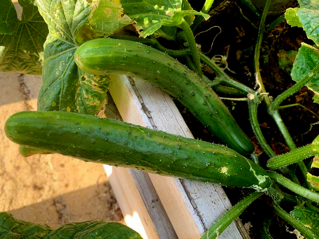 CSSC_Official's tweet photo. Thanks to the East Kilbride Development Trust, we reached more members than ever with our Free Seeds Initiative. It’s harvest time and we’d love to see the fruits and veggies of your labour too. To celebrate, we're running a prize draw! Find out more at https://t.co/EGVOu96mJZ https://t.co/QIyMKprjtD