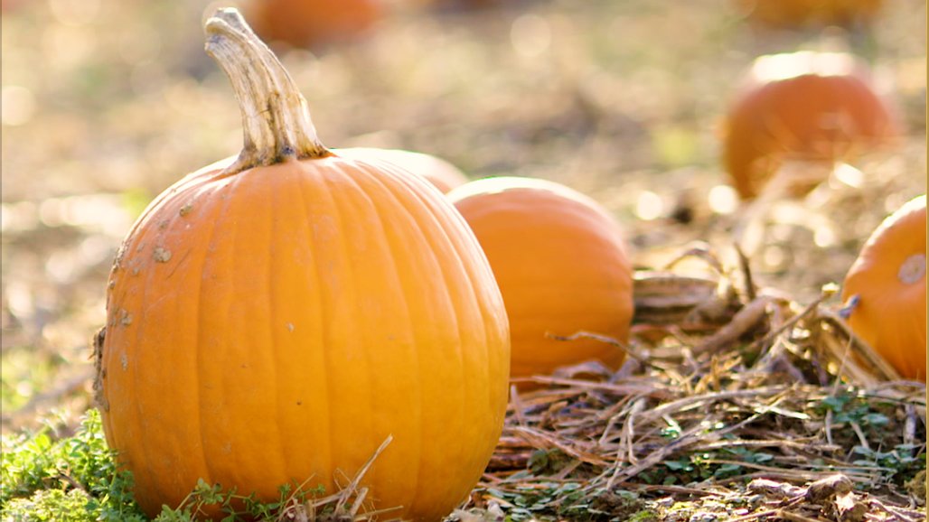 QVC's tweet photo. Happy #FirstDayofFall! π From home dΓ©cor and cozy finds to festive beauty, kitchen essentials and so much more, check out our #FallGuide for everything you need to welcome the new season!β¨ π π > https://t.co/4ZgKsjNTlq https://t.co/kdVdh8Tc4m