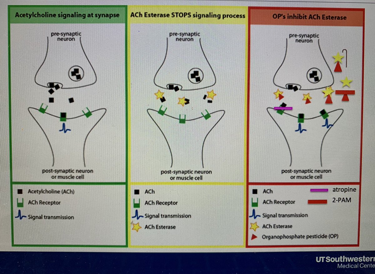 GoldieTox's tweet photo. Mechanism of organophosphates and the antidotes, atropine and 2-PAM! #toxboards #utswtox https://t.co/LN7QyFrw5q