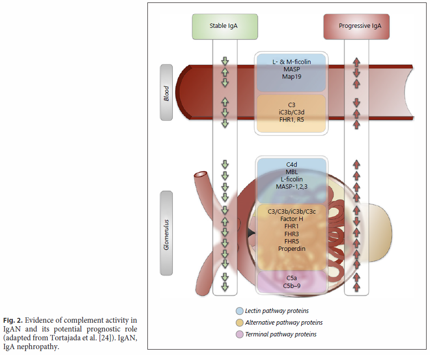 SENefrologia's tweet photo. La Revista Nephron ha colaborado con el grupo de trabajo #GLOSEN en la redacción de algunas monografías sobre Glomerulonefritis Primarias.
Aquí los enlaces:
📌 IgA https://t.co/BNvCPmzR9h
📌 FSGS https://t.co/cVsDdfvskH
📌 Membranosa https://t.co/tH7LM48Kwo
(Sigue 👇) https://t.co/AbqajLPwt6