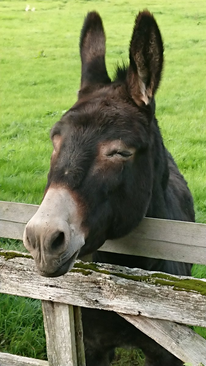 Bambigoesforth's tweet image. Today's walk is on part of the Offa's Duke Path near Welshpool #Wales #walking #friendlyface