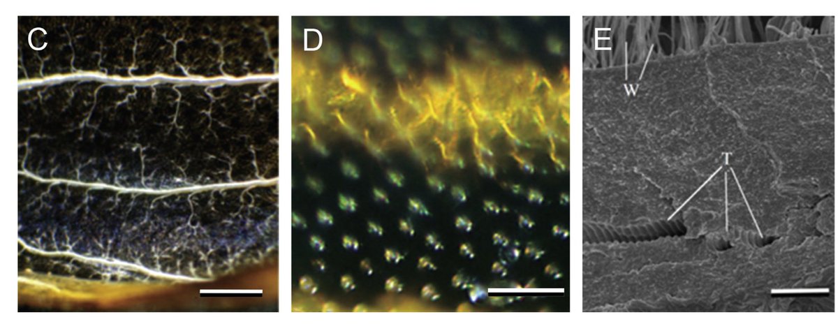 Why do we see tracheae in the wings? See those little branchy things? Those spiral-typed tubes? Insects (dytiscids aka "diving beetles") can use tracheae in the elytra as respiratory organs (C,D). Others (like dragonflies) may have high sensory needs (E) /3Fig: Pass (2018)