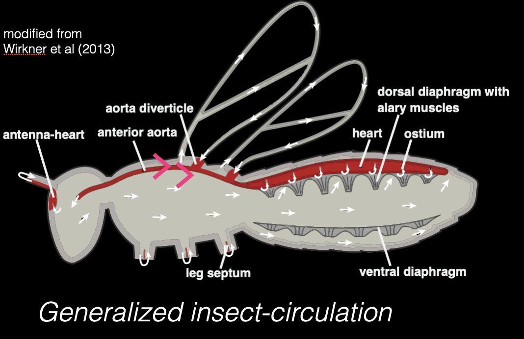 In contrast, an insect circulatory system is OPEN. No network of vessels, just blood, sloshing around - being pushed around by multiple hearts. YES. More than 1 !1 long  = dorsal vesselAccessory  = extra pumps to push/pull blood into antennae, wings, legs, ovipositors /4